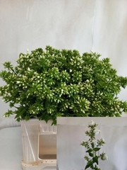 Phlox P Mag Snowdrpz 50L.cm 23bloei
