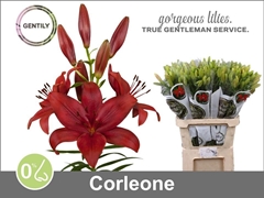 Li La Corleone 90L.cm 55+knop 23bloei