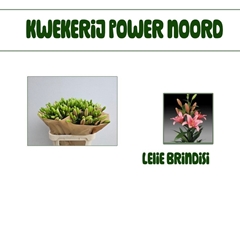 Li La Brindisi 80L.cm 35+knop 13bloei