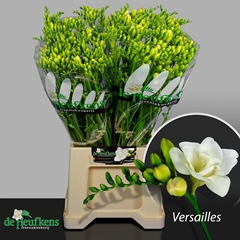 Fr Du Versailles 54L.cm 17gram 23bloei