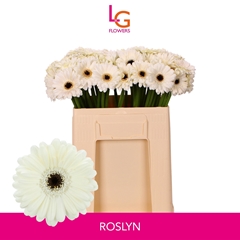 Ge Mi Roslyn 50L.cm