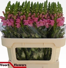 Antir Potomac Pink 75L.cm 23bloei