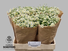 Tana Pa Single Vegmo 65L.cm 23bloei