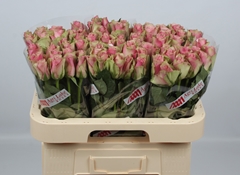 R Gr Belle Rose 60L.cm 23bloei