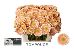 Ge Mi Tompouce 50L.cm