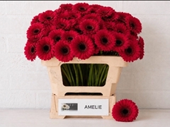 Ge Mi Amelie 50L.cm 13bloei