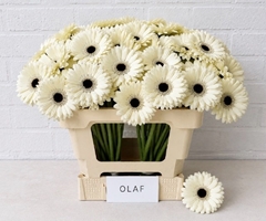 Ge Mi Olaf 50L.cm 13bloei