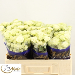 R Tr Green Glow 50L.cm 55+knop 23bloei