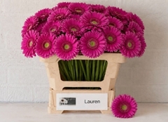 Ge Mi Lauren 50L.cm