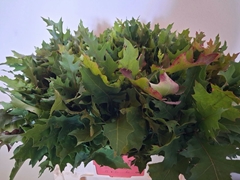 Quercus Palustris 60L.cm