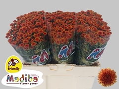 Chr S Mad Oran Tyolo 55L.cm 23bloei