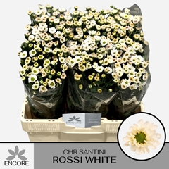 Chr San Rossi White 55L.cm 900gram 13bloei