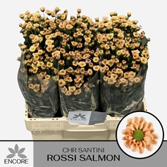 Chr San Rossi Salmon 55L.cm 800gram 13bloei