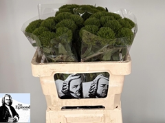 Di Barb Green Wicky 60L.cm 99bloei