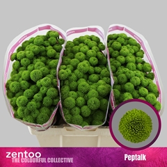 Chr S Aaa Peptalk 55L.cm 110gram 23bloei