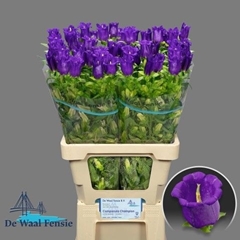 Campanula Champion Blue 70L.cm 23bloei