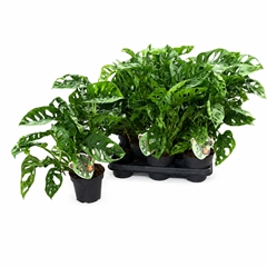 Monstera Monkey Leaf 14P 30H 2stek