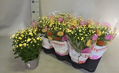 Chrys Garden Mums Gm 15P 35H 22bloei