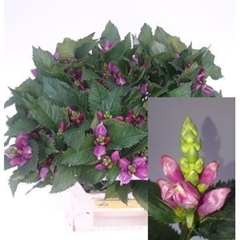 Chelone Per Stuk 55L.cm 23bloei