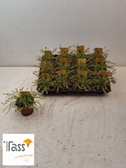 Drosera 508P 15H