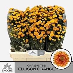 Chr San Ellis Orange 55L.cm 750gram 13bloei