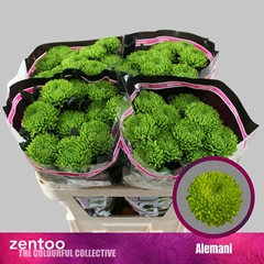 Chr G Alemani 70L.cm 100gram 23bloei