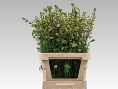 Cons R Q Rose 90L.cm 23bloei
