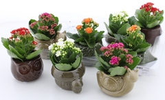 Arr Kalanchoe 6% 11P 18cm 22bloei