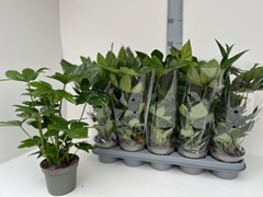 Fatsia Overig 12P 40H 8stek
