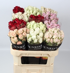 R Tr Gemengd In Fust 70L.cm 55+knop 23bloei