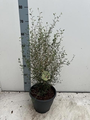 Sopho Pr Little Baby 23P 70H