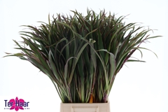 Groot Blad 60L.cm