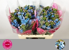 Oxypetal Tan Pur Blu 50L.cm