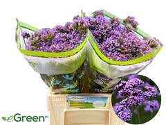 Verbena Ov 40L.cm 999bloei
