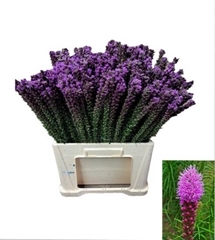 Liatris S Callilepis 65L.cm 23bloei