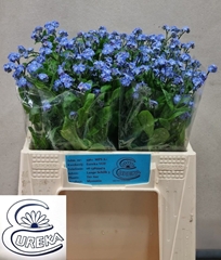 Myos Al Blue Memory 40L.cm
