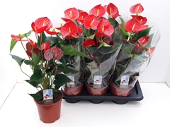 Anthu Fl Carino Puro 17P 55H 6bloem