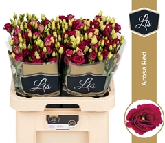 Eus G Arosa Red 70L.cm 55+knop 23bloei