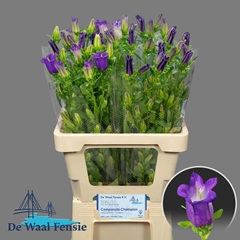 Campanula Champion Blue 65L.cm 13bloei