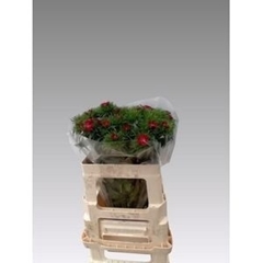 Di Barb Will Bic Pur 50L.cm 23bloei