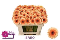 Ge Mi Oreo 50L.cm