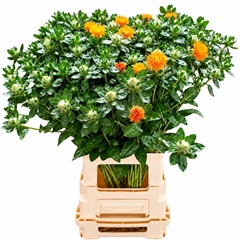 Carthamus Tin Kinko 75L.cm 12bloei