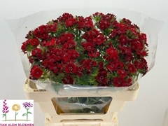 Di Barb S Will Red 50L.cm 23bloei