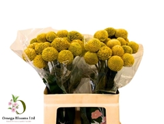 Craspedia Paint Pop 50L.cm