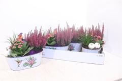 Arr Tuinplanten 25P 23cm
