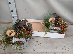 Arr Tuinplanten 25P 25cm