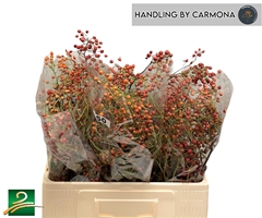 Rosa Corallo 50L.cm 99bloei