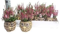 Arr Perkpl 6% 12P 25cm