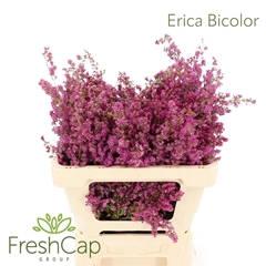 Erica Bicolor 50L.cm