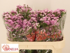 Chame Giselle 70L.cm 35gram